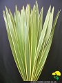 Phormium tenax Green